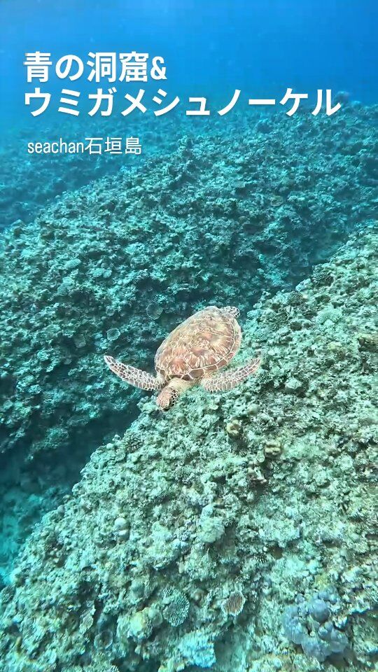 SeaChan石垣島 | 幻の島・青の洞窟・ウミガメシュノーケリング